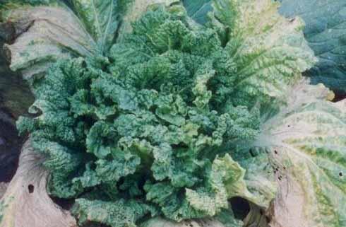 大白菜病毒病防治