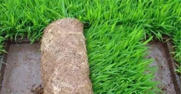 秧龄适当