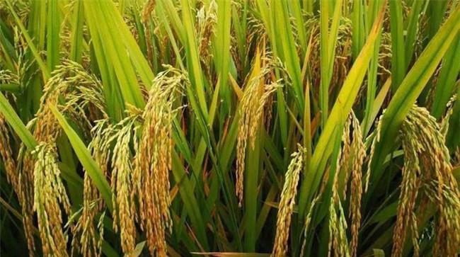 杂交水稻种植技术要点