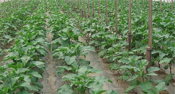 茄子定植方法