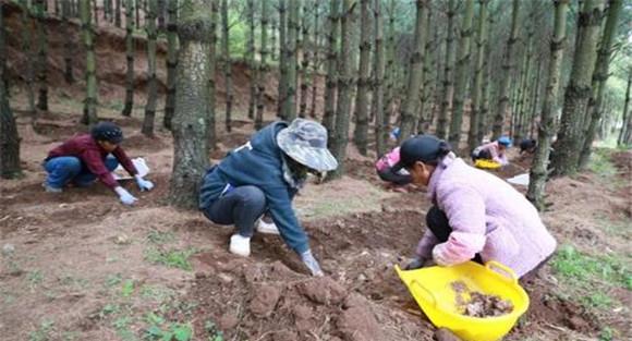 天麻种植技术与栽培管理方法