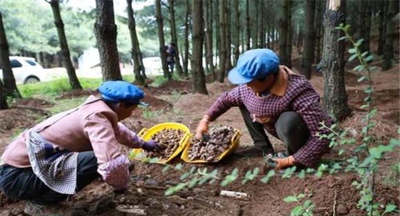 天麻种植技术与栽培管理方法