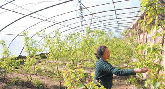 大棚杏树的种植方法