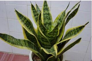 花卉种植方法