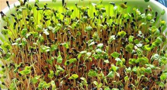 芹菜育苗时间是什么时候