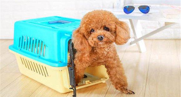 怎样训练犬在固定地点大小便