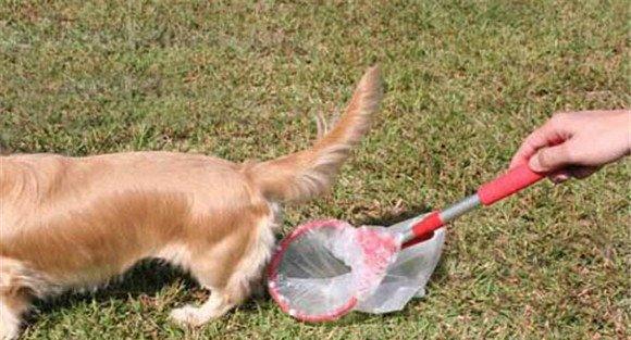 怎样训练犬在固定地点大小便