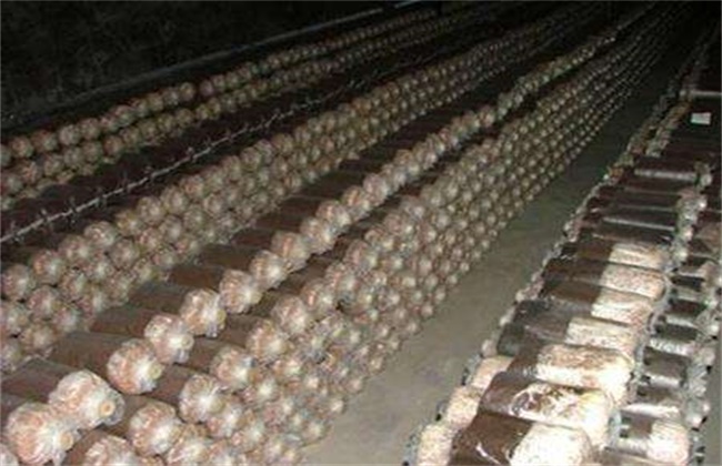 茶树菇的培养料