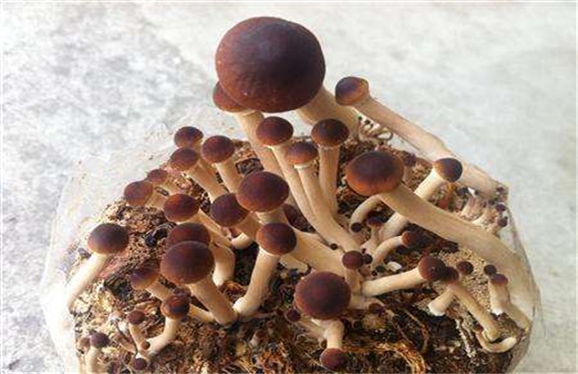 茶树菇的适宜温度