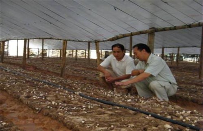 茶树菇的光照要求