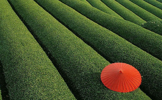 茶叶栽培技术