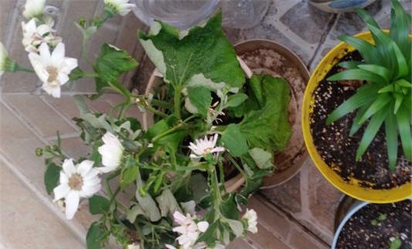 盆栽瓜叶菊病虫害