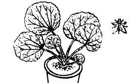 虎耳草