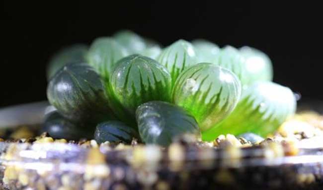 冰灯玉露种植方法
