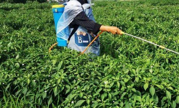 辣椒种植需要什么肥料