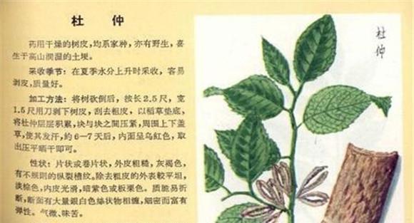 杜仲的作用与功效