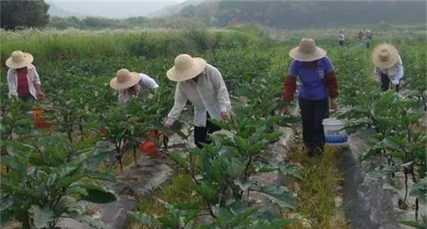 茄子如何高效施肥