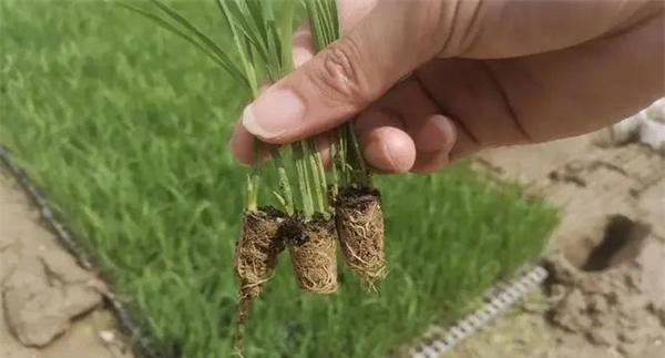 如何进行暗化出苗