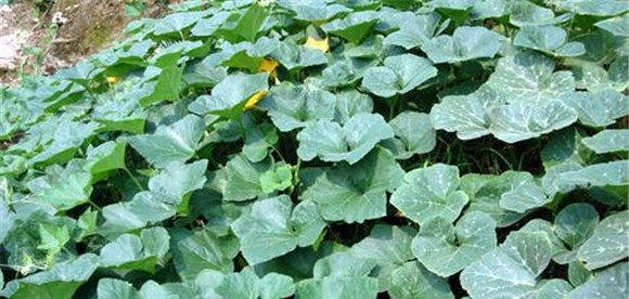 蜜本南瓜种植技术要点