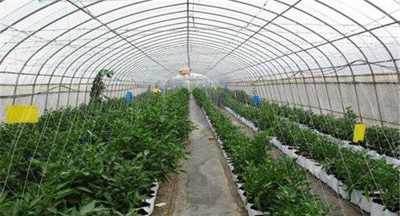 辣椒定植后的湿度管理