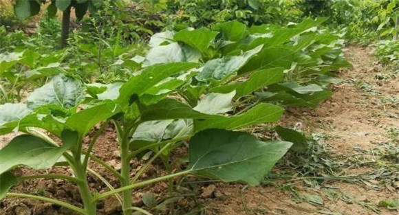 油葵种植行距和株距是多少