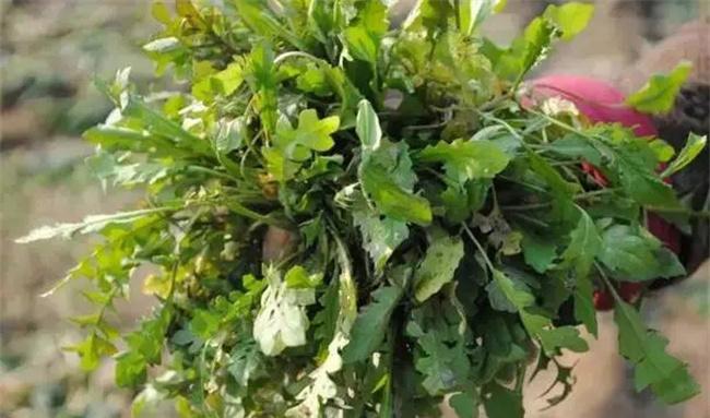 野生蔬菜的优点特点