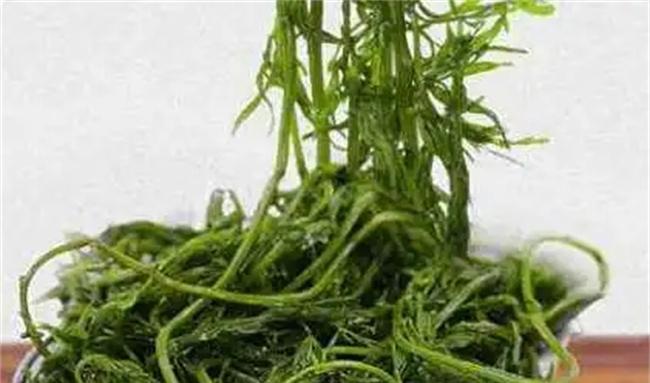 野生蔬菜有哪些品种