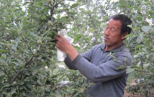 红富士苹果套袋