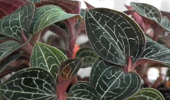 金线莲种植技术