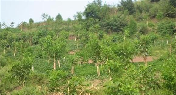 核桃种植方式