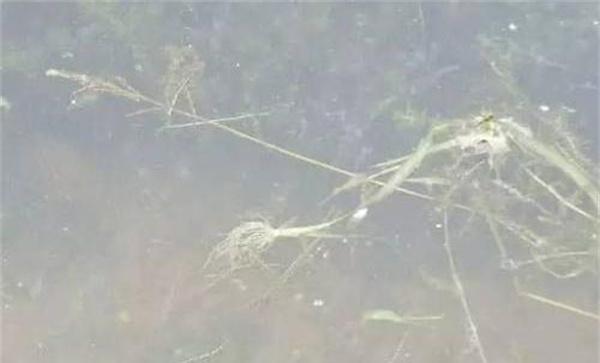 臭绿莎的处理