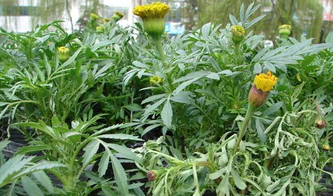 茼蒿种植管理方法