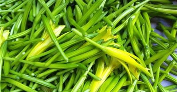金针菜