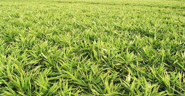 金针菜种植方法