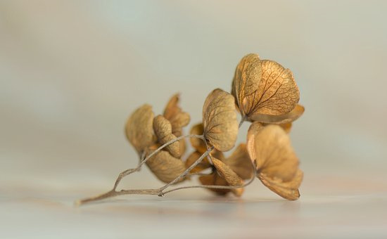 提高大棚蔬菜生产效益十招
