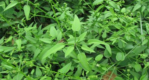 茜草的用法举例