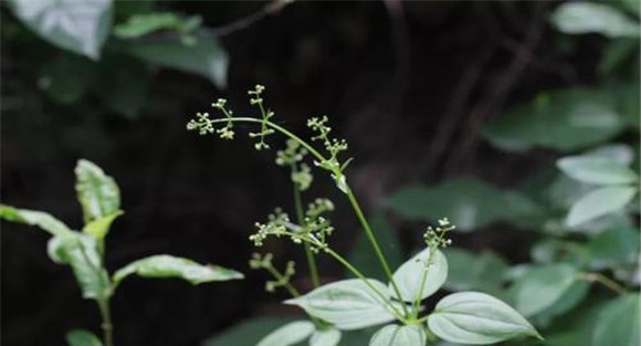 茜草选购与储存茜草指南