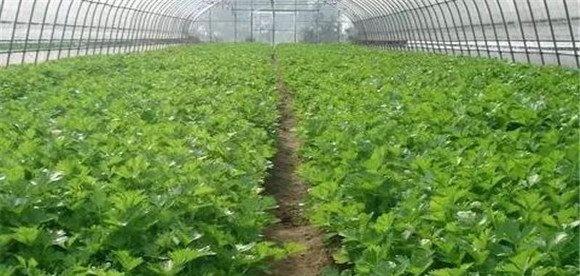 不同生长阶段的西芹种植管理技术要点