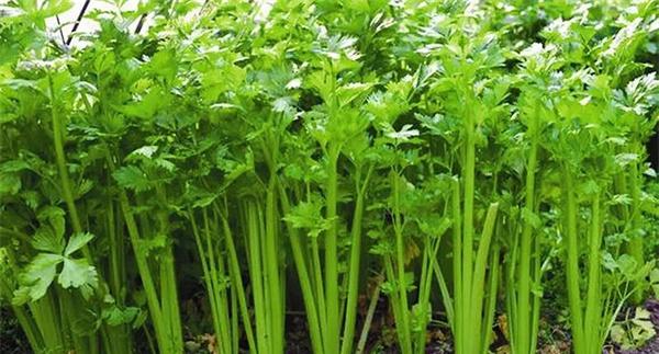 防止芹菜空心的方法