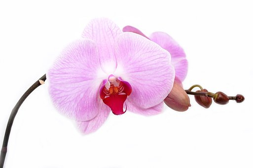 悬崖菊栽培技术