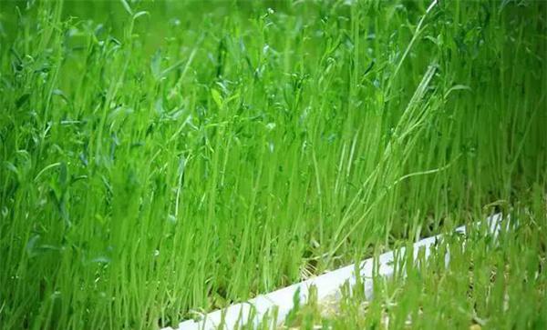 豌豆芽苗菜如何防止烂种畸形