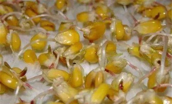 玉米种子发芽需要什么条件