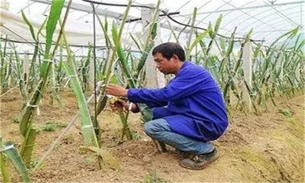 大棚火龙果的种苗定植