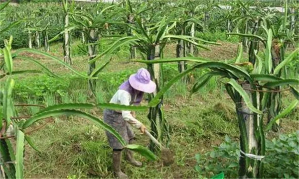 栽培管理