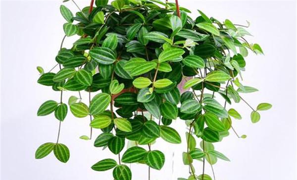 吊盆植物花卉的特点