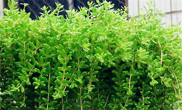 吊盆植物有哪些