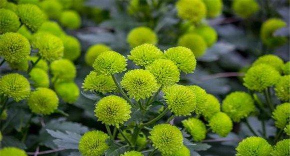 菊花的种类有哪些