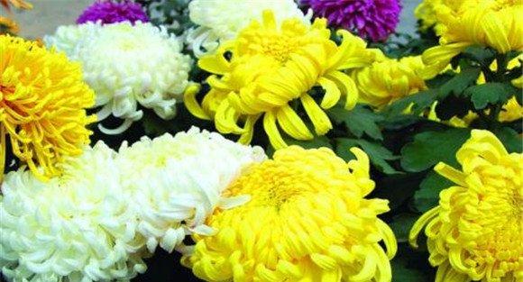 菊花对生长环境的要求