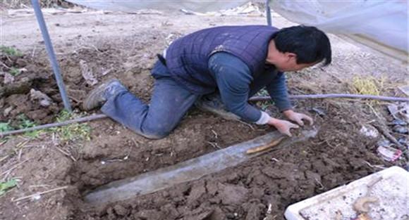 山药播种是什么时候