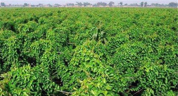 山药的种植方法与技术要点